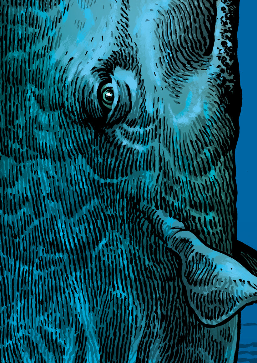Poster Walfisch